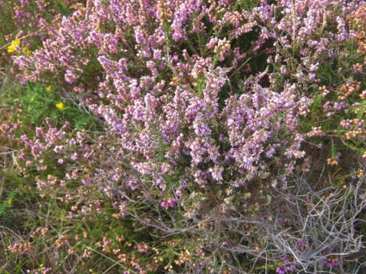 035Heather (640x480)