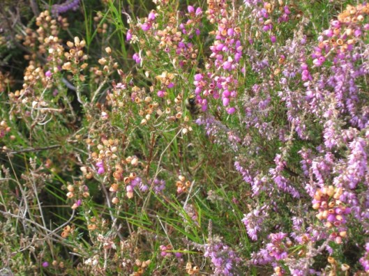 036Bell heather (640x480)