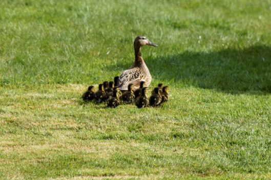 IMG_2069Mallards (640x427)
