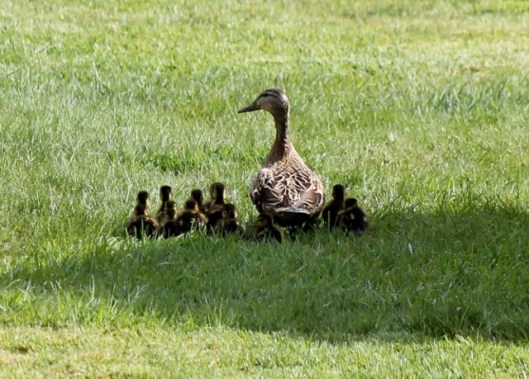 IMG_2070Mallards (640x459)