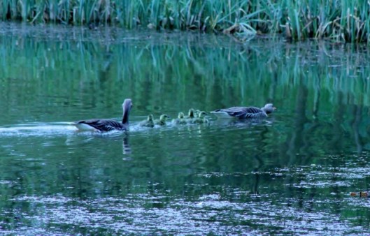 IMG_2072Greylags (2) (640x410)