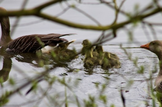 IMG_2074Greylags (640x427)