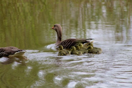 IMG_2075Greylags (640x427)