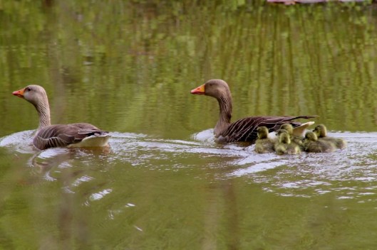 IMG_2076Greylags (640x427)