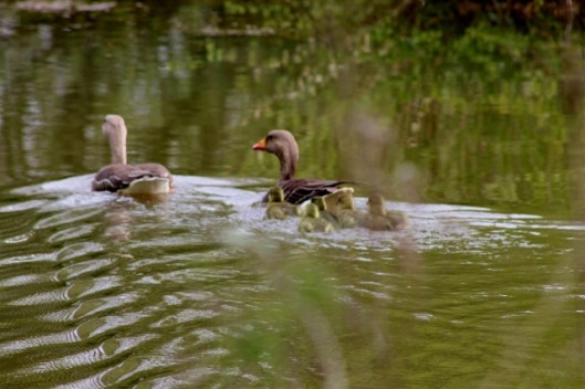 IMG_2077Greylags (640x427)