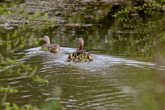 IMG_2078Greylags (640x427)