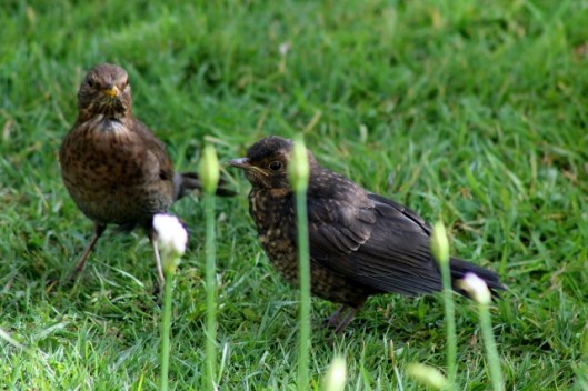 IMG_2080Blackbirds (640x427)