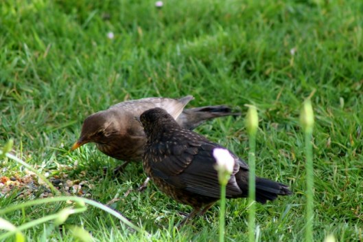 IMG_2081Blackbirds (640x427)