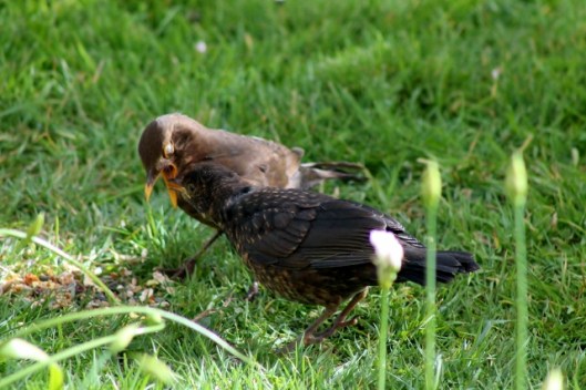 IMG_2082Blackbirds (640x427)