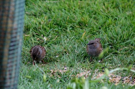 IMG_2083Dunnocks (640x427)