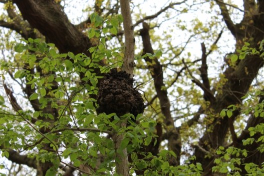 IMG_2203Something on Birch tree Minsmere (640x427)