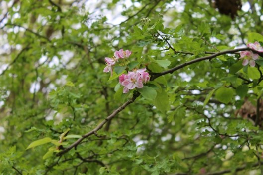 IMG_2204Crabapple perhaps (640x427)