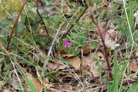 IMG_2205Common vetch (640x427)