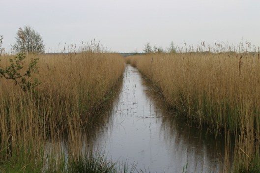 IMG_2208Reeds and water (640x427)
