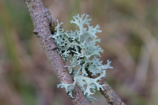 IMG_2211Oak moss (640x427)