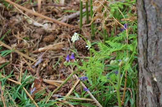 IMG_2218White bluebell (640x427)