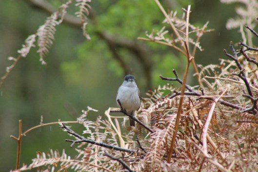 IMG_2224Blackcap (640x427)