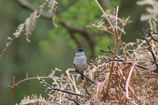 IMG_2225Blackcap (640x427)