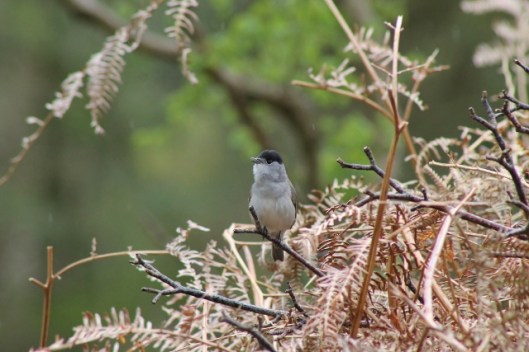IMG_2226Blackcap (640x427)