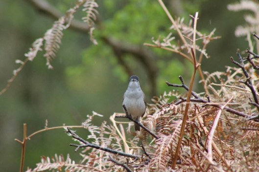 IMG_2227Blackcap (640x427)