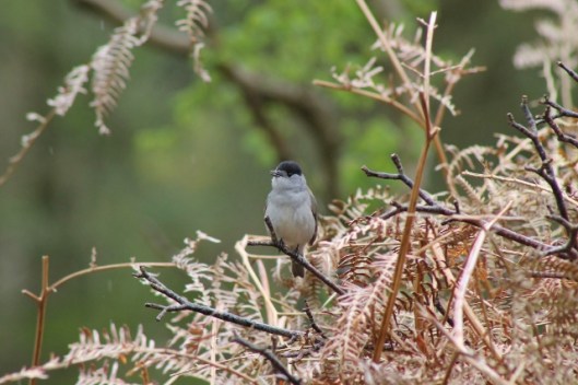IMG_2228Blackcap (640x427)