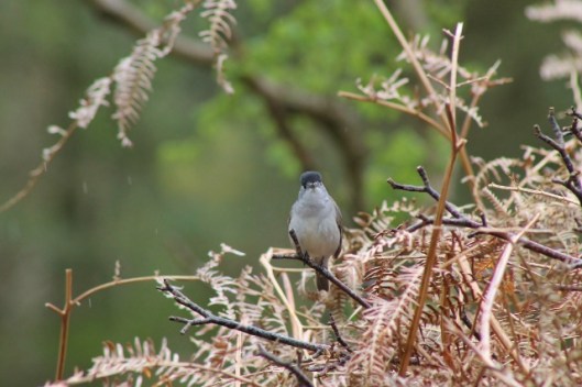 IMG_2229Blackcap (640x427)