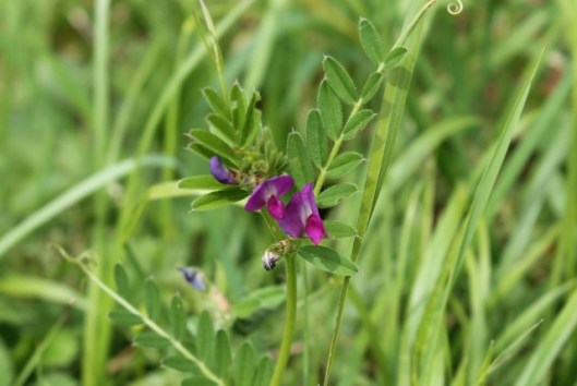 IMG_2231Common Vetch (640x429)