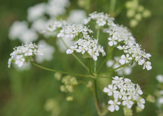 IMG_2232Cow Parsley (640x456)