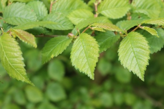 IMG_2233English Elm (640x427)