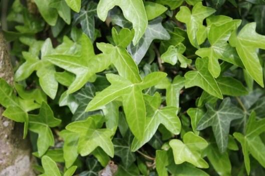 IMG_2234Ivy (640x427)