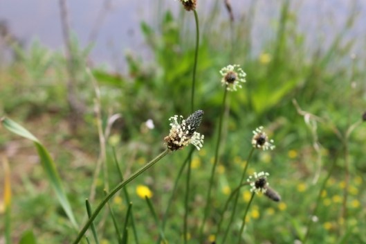 IMG_2235Ribwort Plantain (640x427)