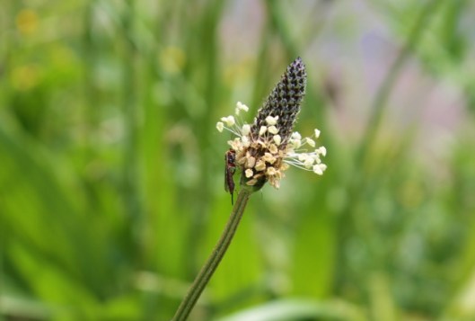 IMG_2236Ribwort Plantain & a sawfly (640x433)