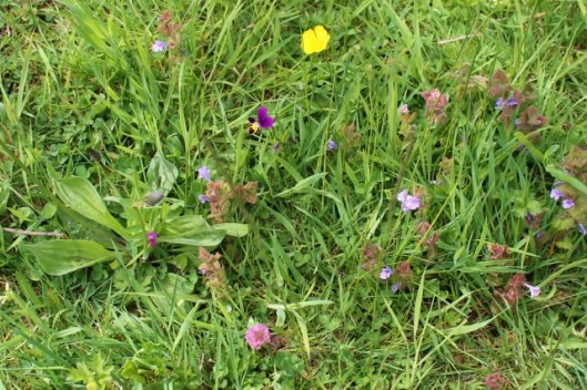 IMG_2244Wild flowers (2) (640x427)