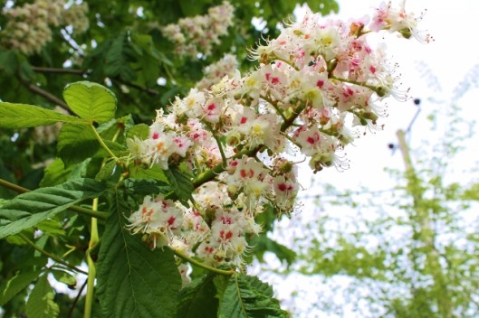 IMG_2245Horse Chestnut (640x427)