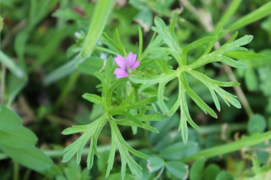IMG_2249Cut-leaved Crane's-bill (640x427)