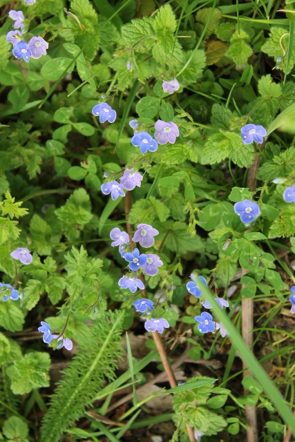 IMG_2250Germander Speedwell (427x640)