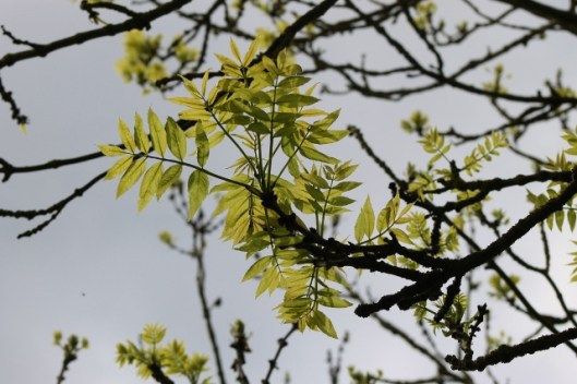 IMG_2252Ash (640x427)