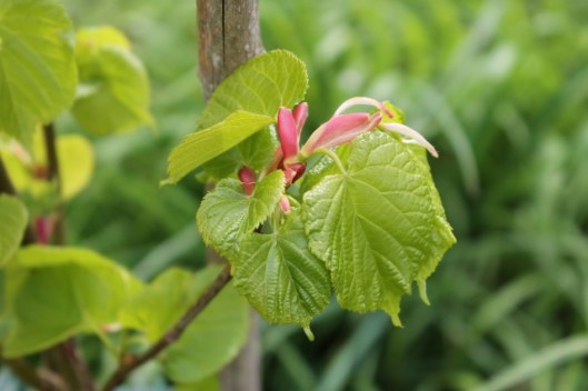 IMG_2255Small-leaved Lime (640x427)