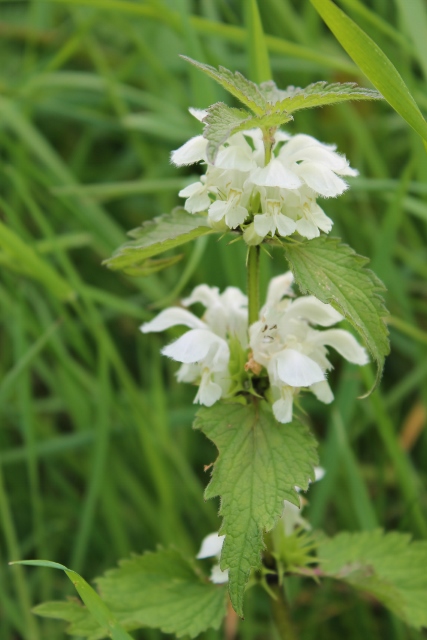 IMG_2260White Dead-nettle (427x640)