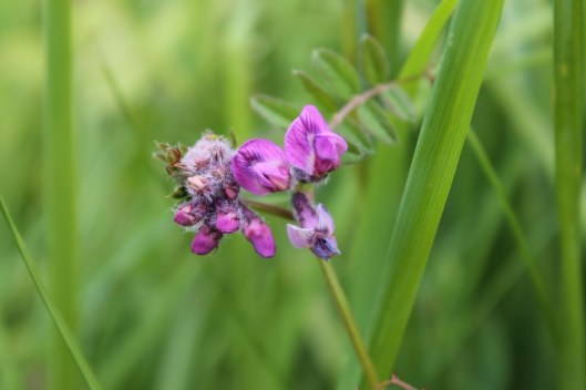 IMG_2262Bush Vetch (640x427)