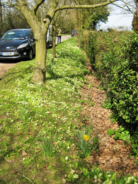 IMG_4351Primrose bank outside St Peters (480x640)
