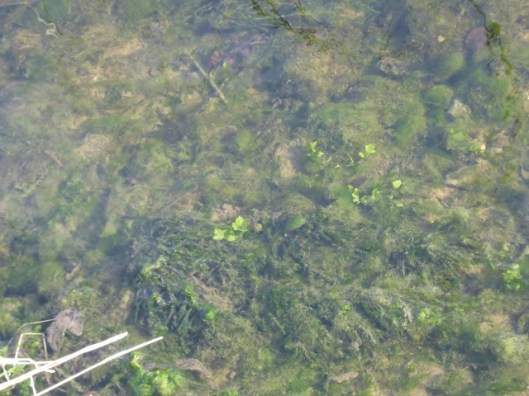 IMG_4364In the Beck (640x480)