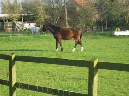 IMG_4365Horses (640x480)