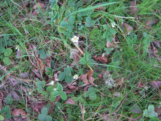 IMG_4396Barren strawberries (640x480)