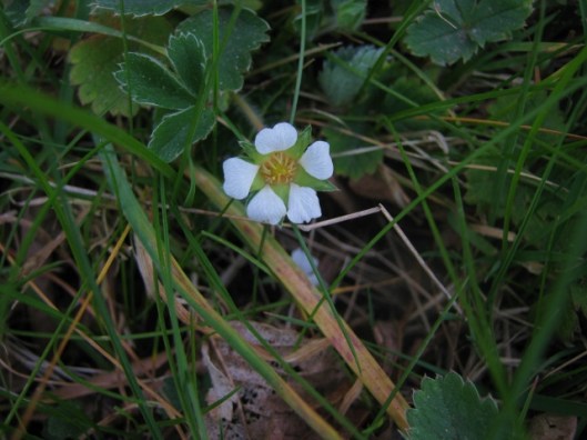IMG_4397Barren strawberry flower (640x480)