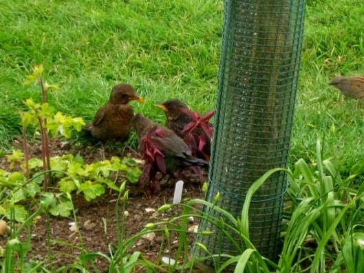 IMG_4538Blackbirds (640x480)