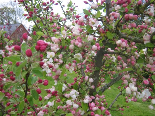 IMG_4547Crabtree Evereste (640x480)