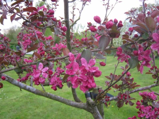 IMG_4550Crabtree Harry Baker (640x480)