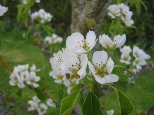 IMG_4553Pear Concord (640x480)