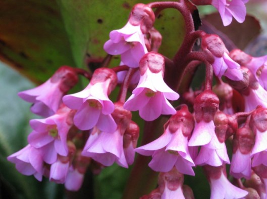 IMG_4560Bergenia (640x480)